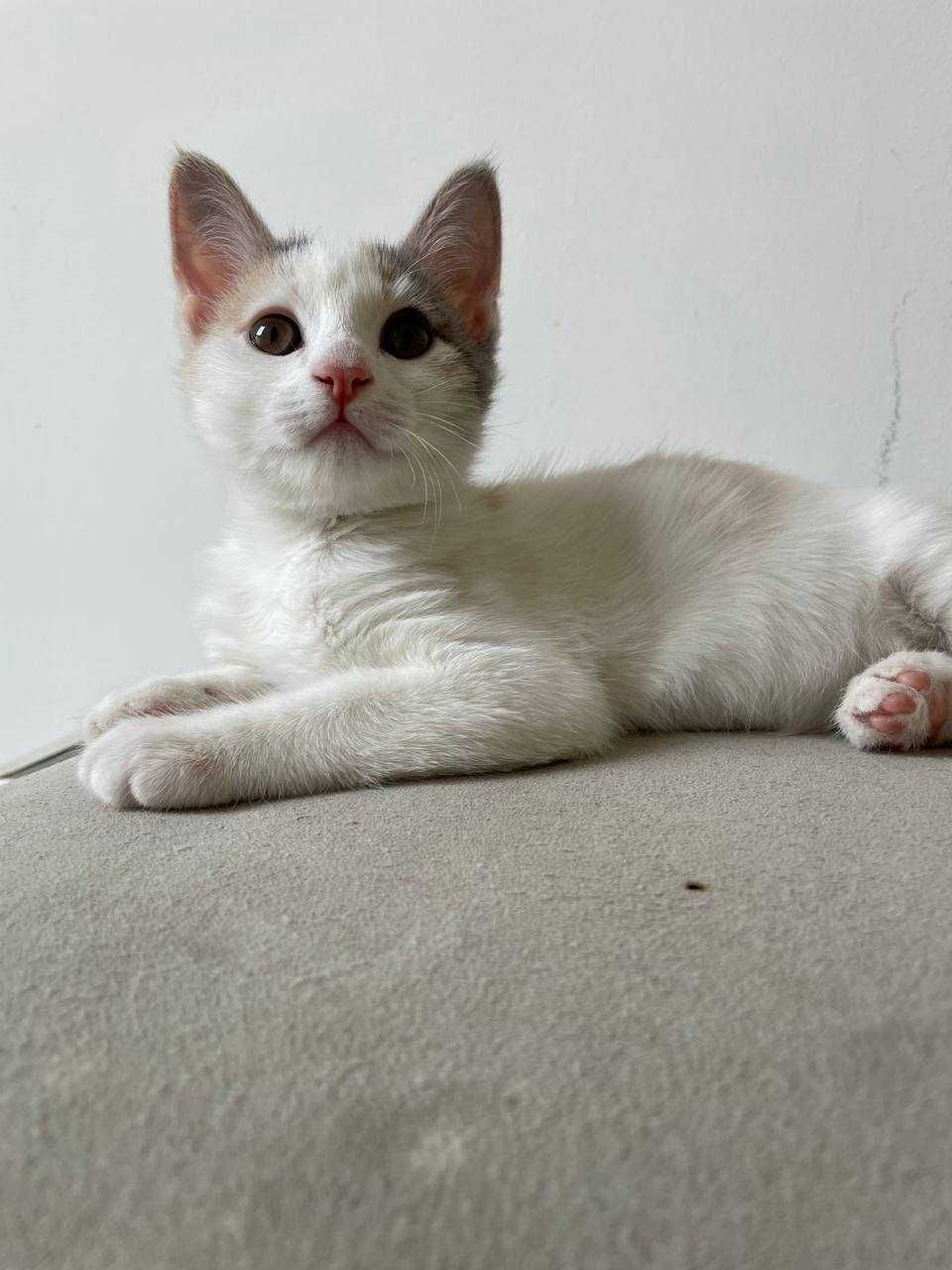 Ищем дом для милых котят!