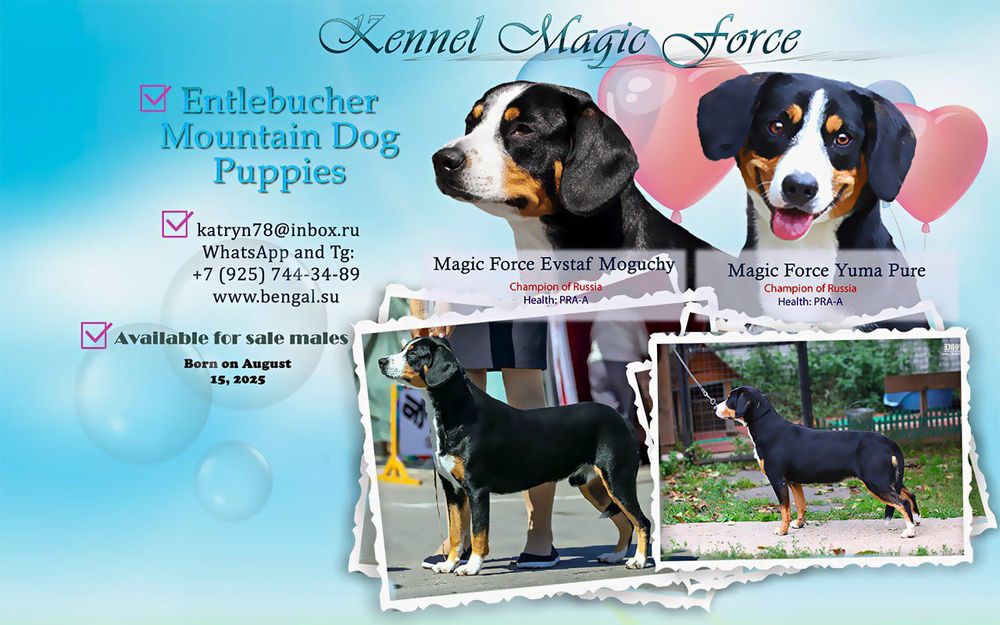 Щенки энтлебухер зененхунд