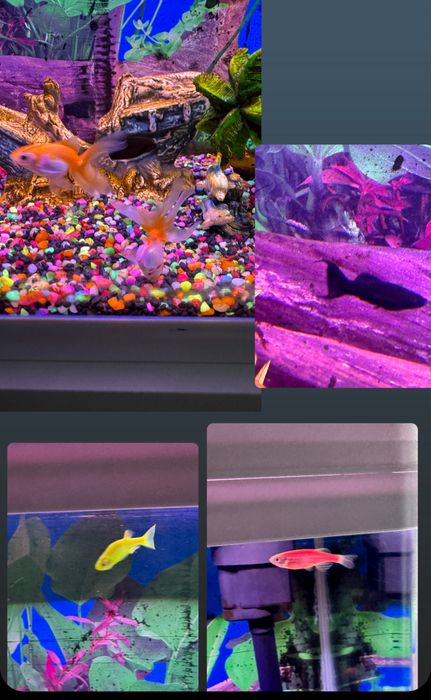 Acvariu  Boyu incorporat cu comoda