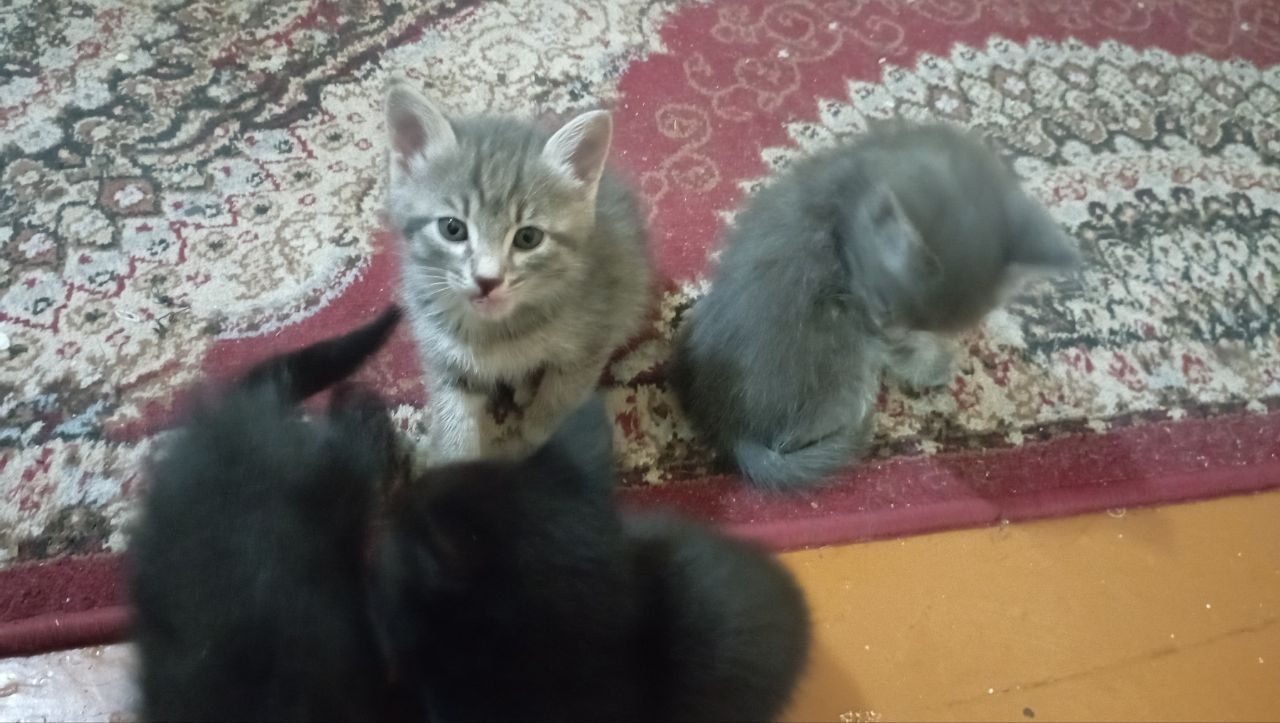 Котята, отдам в хорошие руки
