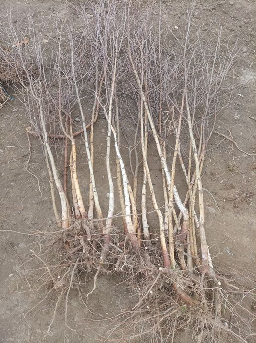 Vând puieți pentru împădurire/decor