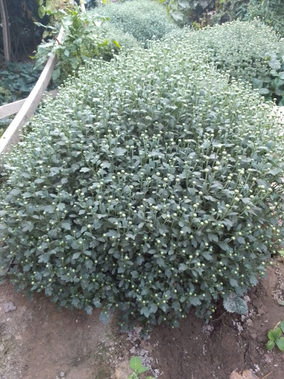 Gullar olami hush kelibsiz eng chiroyli gullar