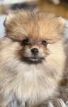 Pomeranian, pedigree FCI/ACHR