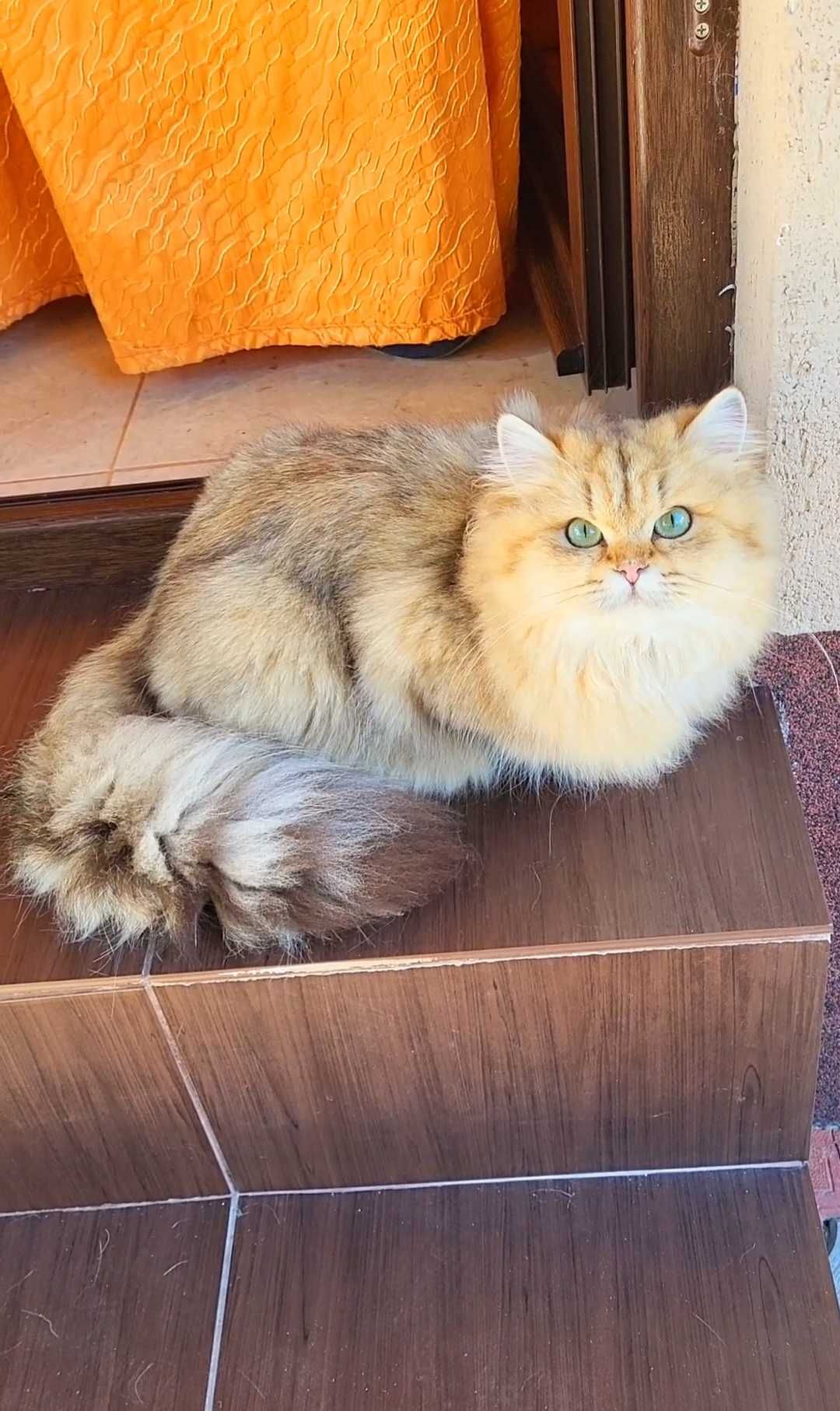 Campioana Junior British shorthair longhair cu pedigree