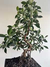 Bonsai ficus retusa