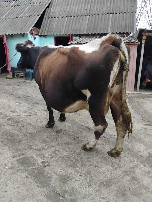 Vacă gestantă în 8 luni