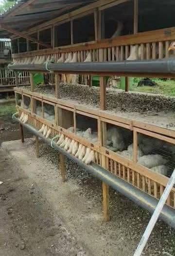 Cuști pentru găini, fazani, porumbei