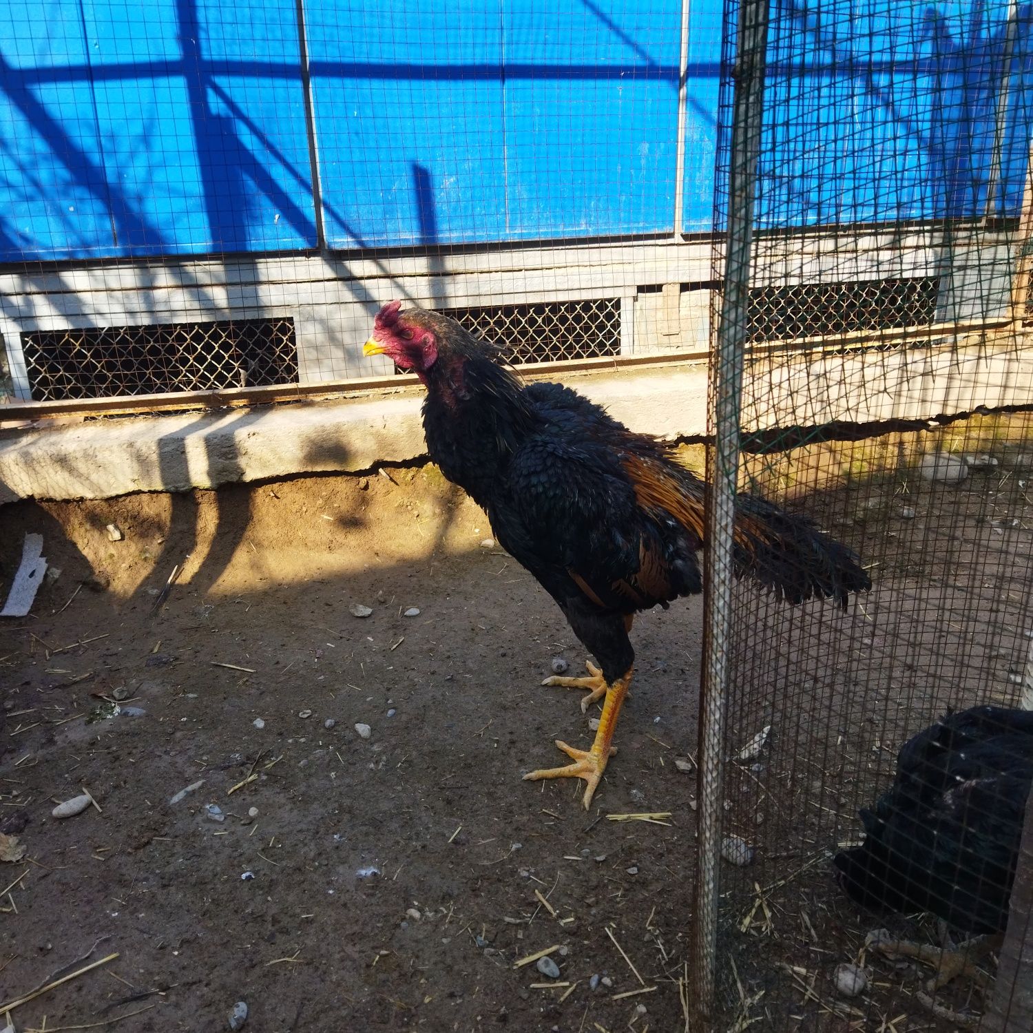 Dakan xoroz sotladi
