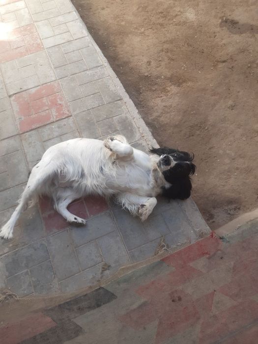 Ovchi kuchuk zotli 1yarim yosh