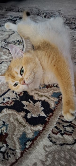 Mushuk, shinshilla