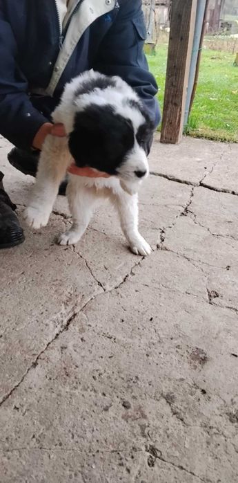 Каракачански кученца