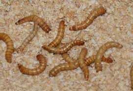 Hrana vie: Larve mealworms (viermi de făină) disponibile in IASI