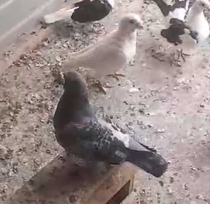 Disponibile următoarele pasari
