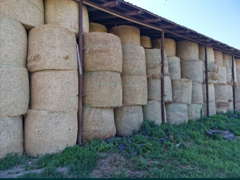 Baloti rotunzi de fan