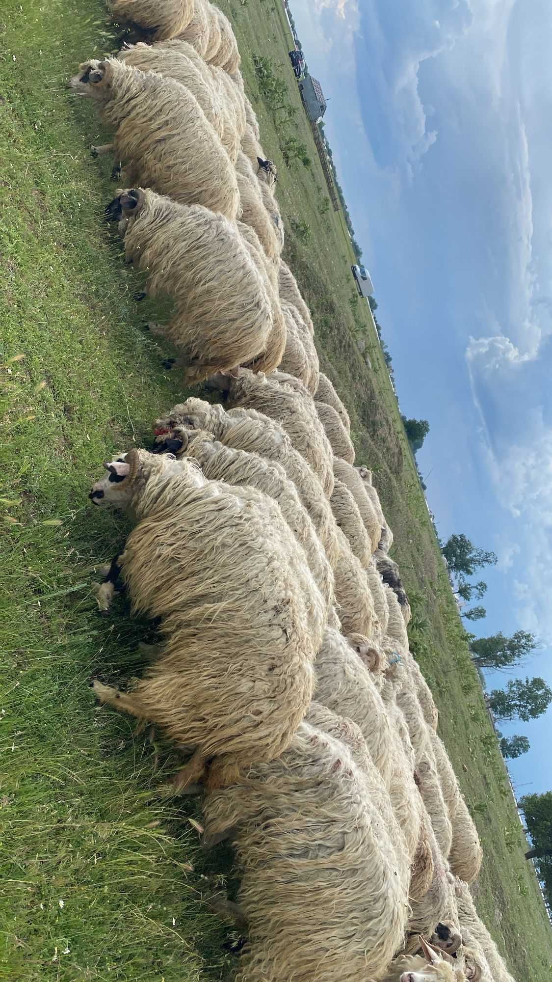 Vând oi țurcane, Giuvărăști, județul OLT.