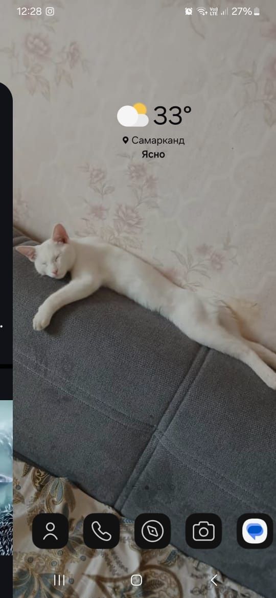 Домашняя умный кошка