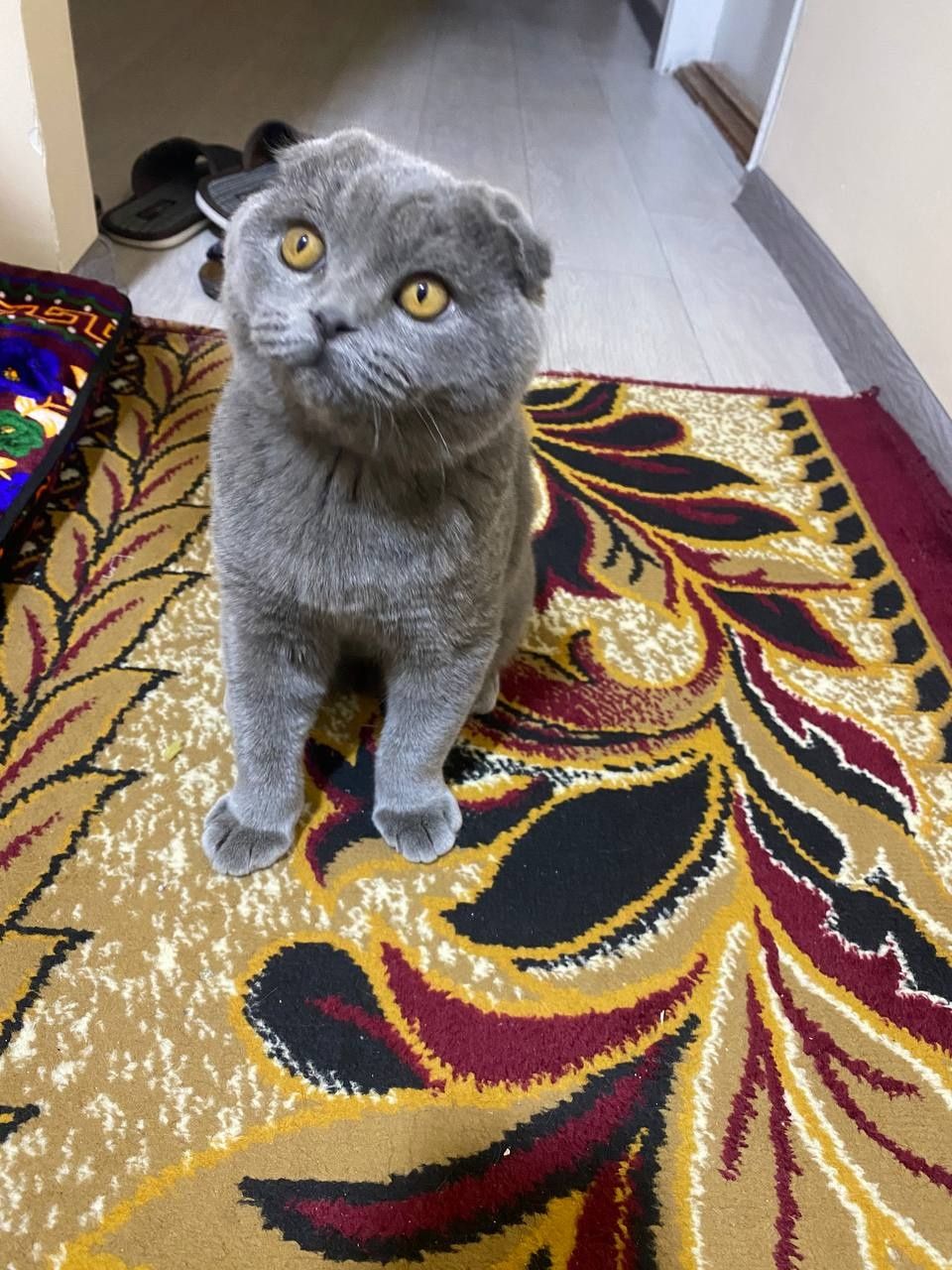 Шатланский вислоухая кошка