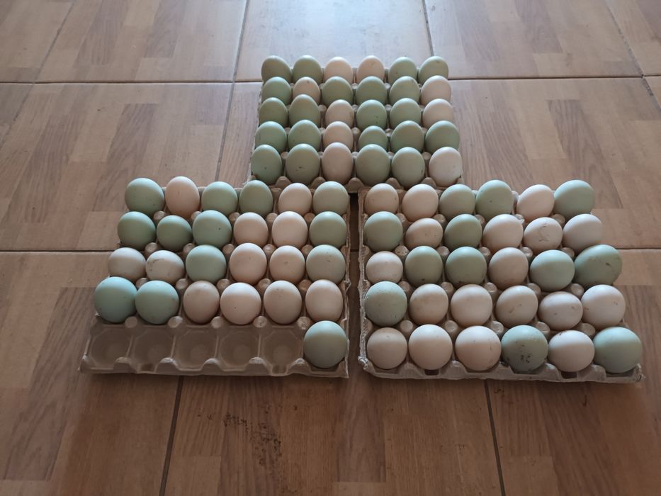 Ouă rață măcănitoare