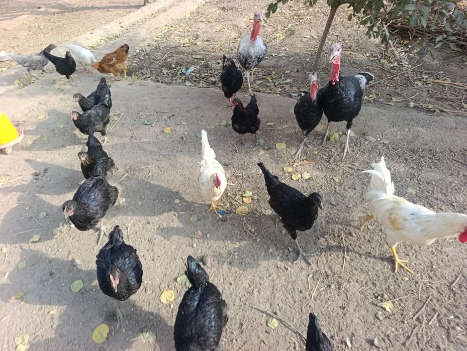 Tavuk qorazlar. Induklar sotiladi