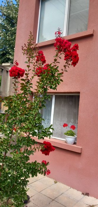 Индийски люляк/Лагерстемия/