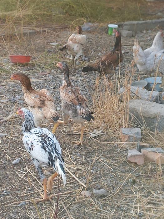 Хуроз ва товуклар сотилади.