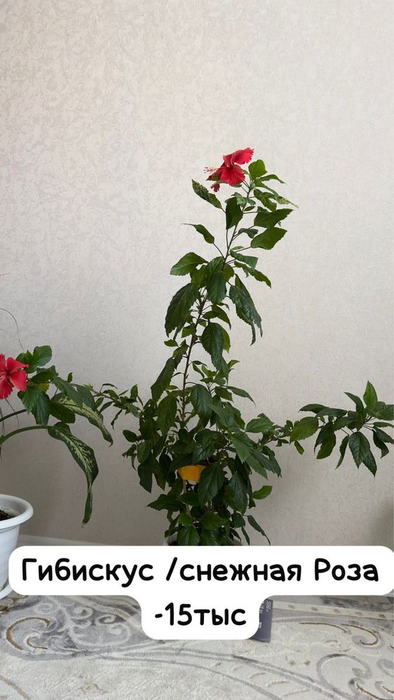 Гибискус или Роза /редкий сорт  , в данное время цветёт