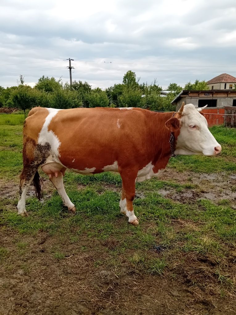 Vaca de 5 ani cu vitea de 1 luna