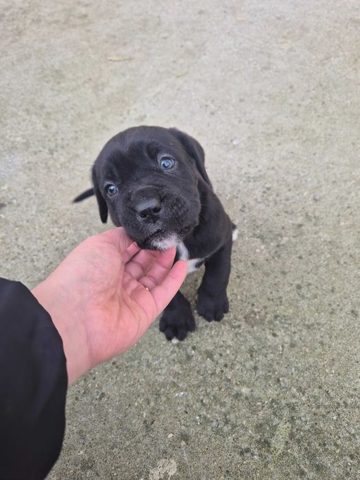Кане Корсо / Cane Corso