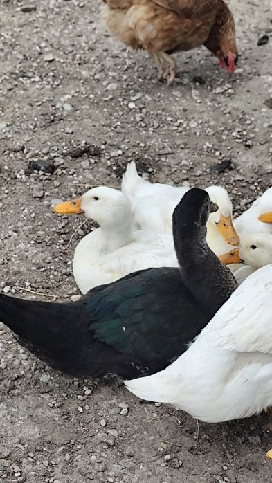 Vindem Rate macanitoare tinere din primavara , cocoși