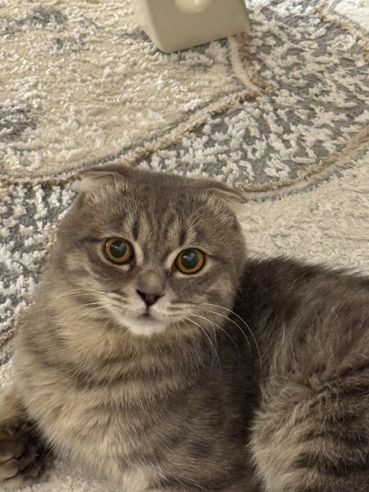 Отдается породистый кот в хорошие руки