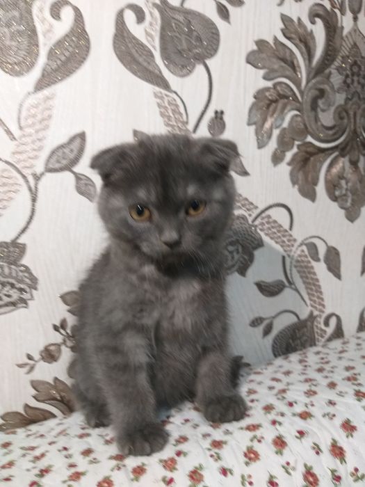 Zotdor britaniskiy mushuk bolasi sotiladi