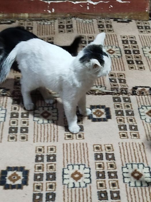 Котята 5 месяцев в хорошие руки