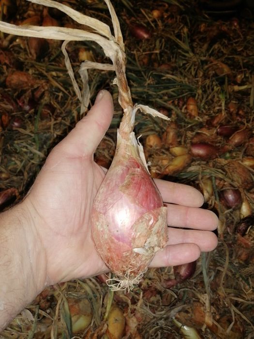 De vinzare ceapă de apă