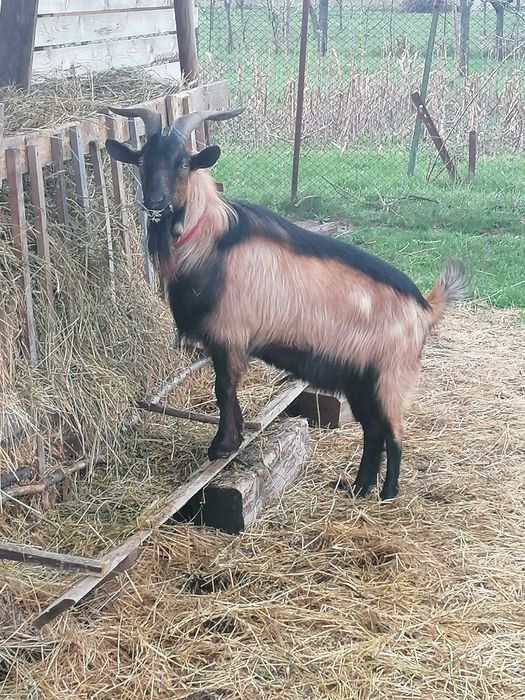 Țap alpin francez bun pentru monta
