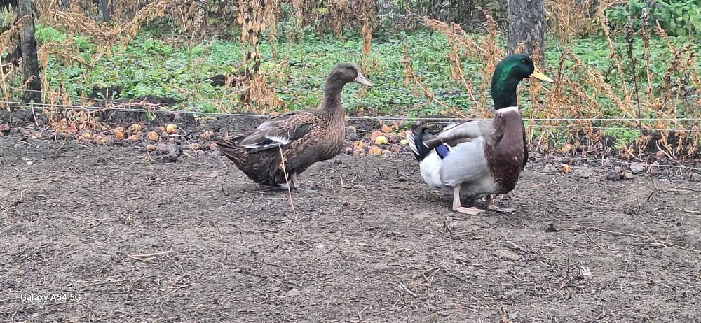 Raţe pentru consum sau reproductie