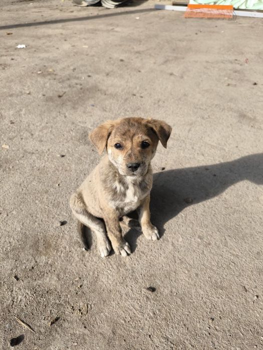 Отдам в хорошие руки щенков дворняжек!