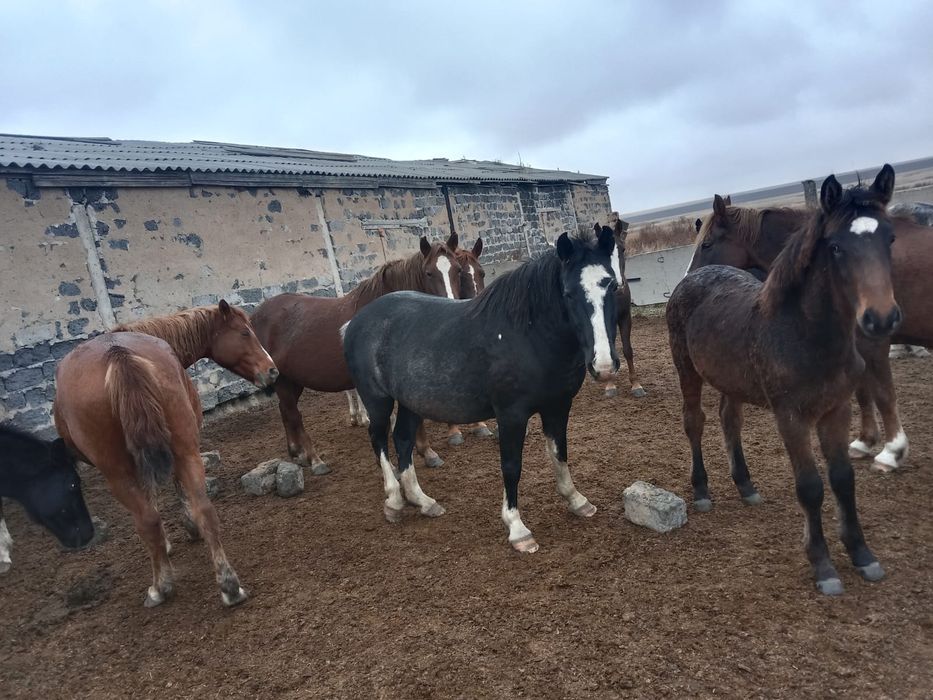 Продам  4 кобылы