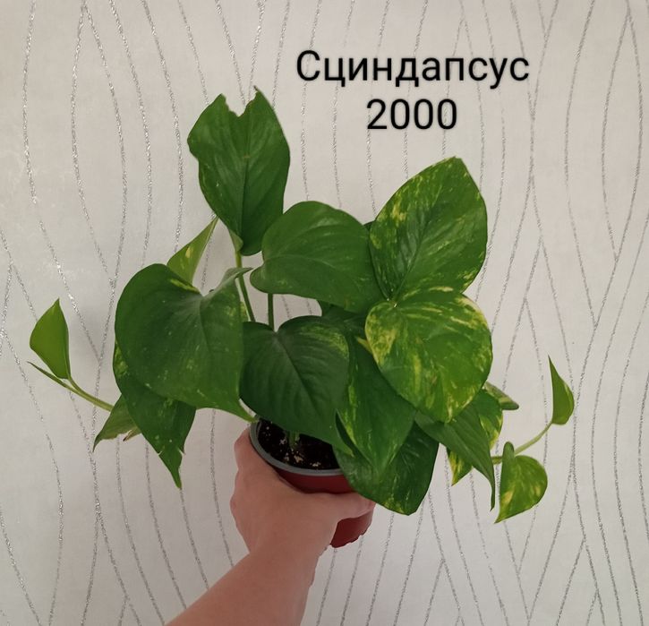 Продам комнатные растения