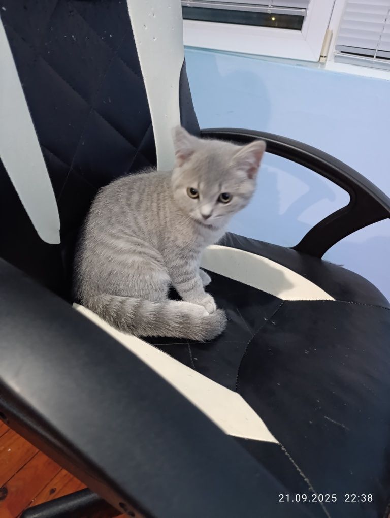 Мъжко британско коте