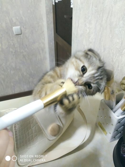 Продаётся катёнка породистая