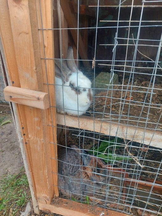 Vand iepuri sau la schimb