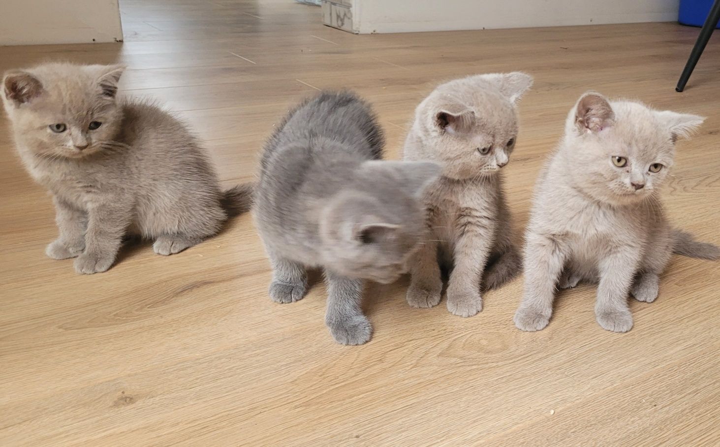 Pisici British Shorthair