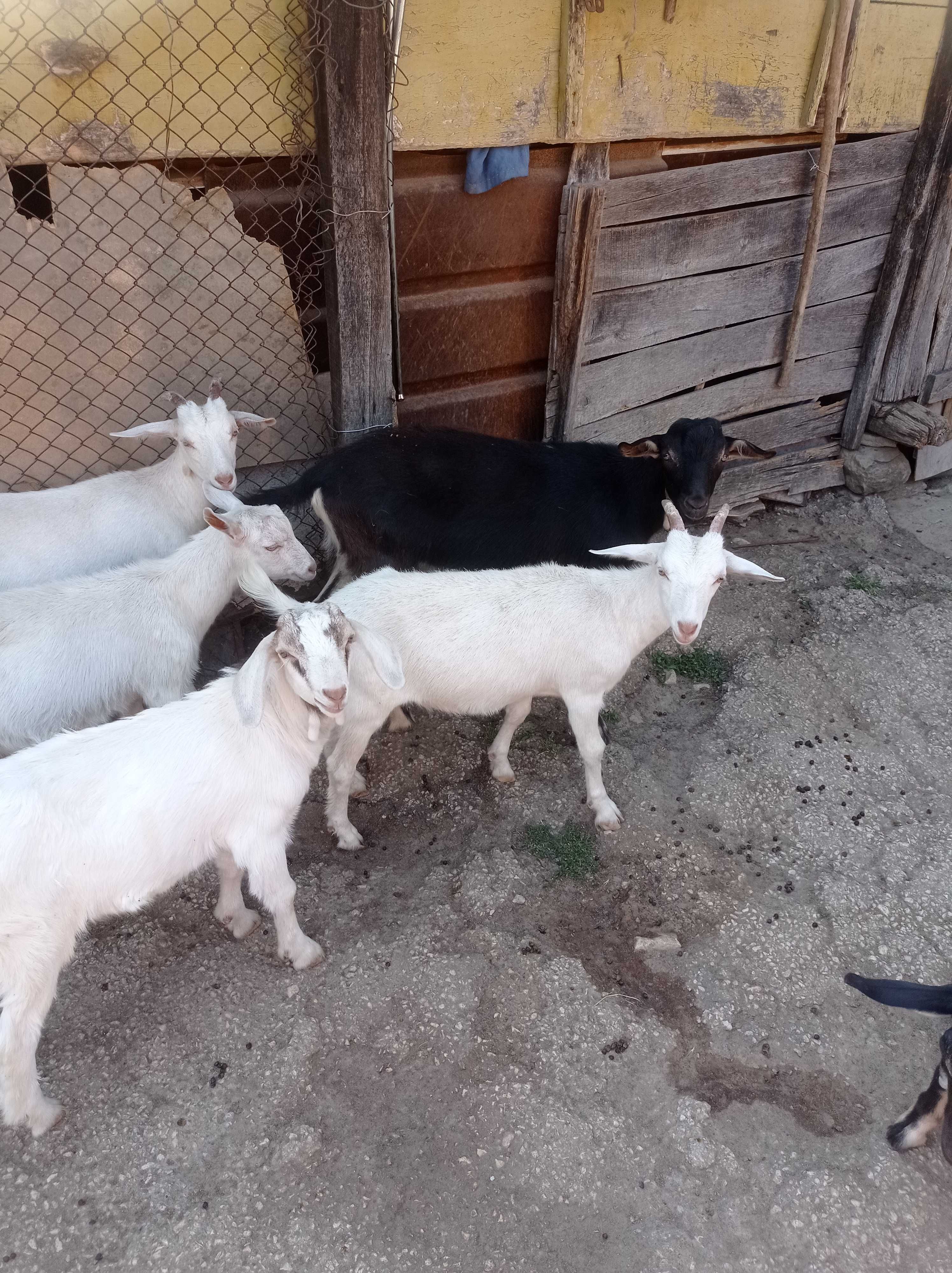 Продавам ярета с.Солник