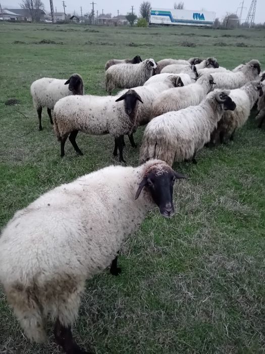 Vand 25 de oi cu 700 bucata