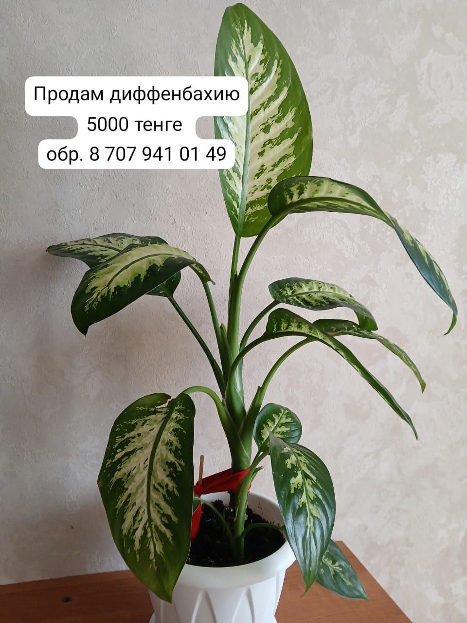 Комнатные растения