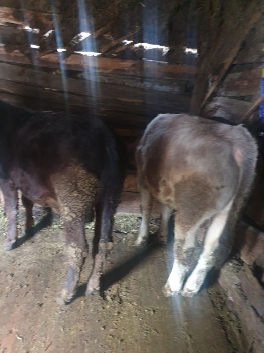 De vânzare ce se vede