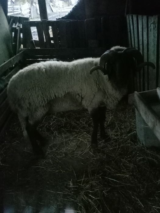 Oaie și berbec de carne