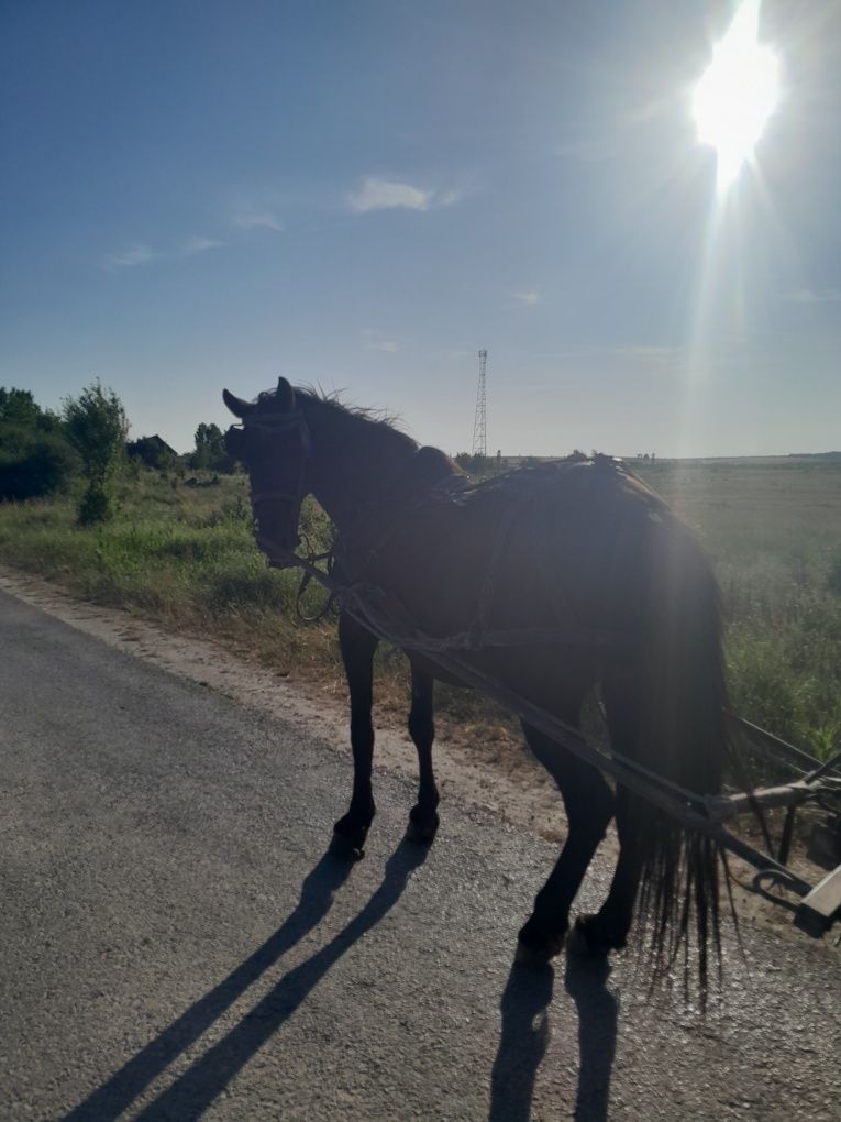 Vând iapa neagra.