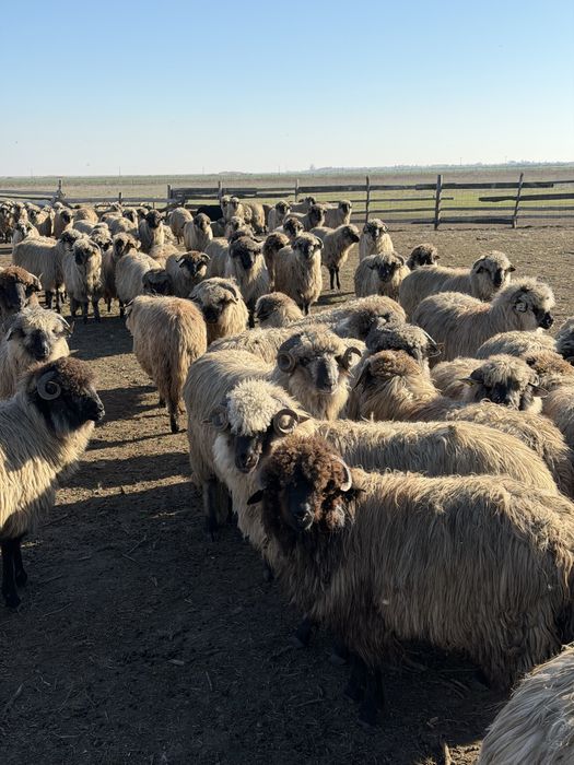 Vand berbecuti Bucalai de prasila