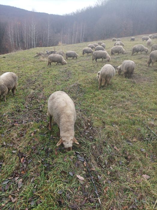 Vând oi tinere varietate ruginie